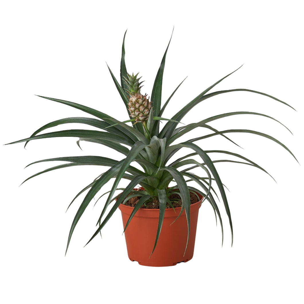 Bromeliad 'Yellow Pineapple' - 6