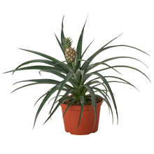 Load image into Gallery viewer, Bromeliad &#39;Yellow Pineapple&#39; - 6&quot; Pot