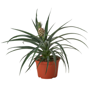 Bromeliad 'Yellow Pineapple' - 6" Pot