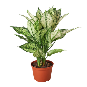 first diamond aglaonema Chinese Evergreen 'First Diamond' – Mickey Hargitay Plants