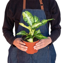 Load image into Gallery viewer, Dieffenbachia &#39;Amy&#39;