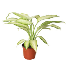 Load image into Gallery viewer, Dieffenbachia &#39;Camouflage&#39;
