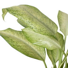 Load image into Gallery viewer, Dieffenbachia &#39;Camouflage&#39;