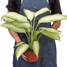Load image into Gallery viewer, Dieffenbachia &#39;Camouflage&#39;