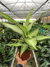 Load image into Gallery viewer, Dieffenbachia &#39;Camouflage&#39;