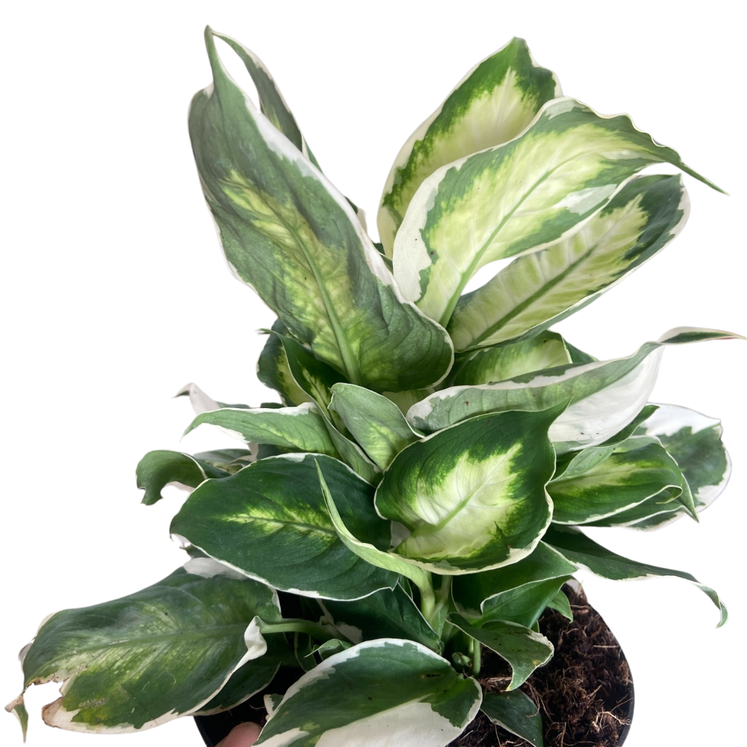 dieffenbachia caryophyllus botanical name Dieffenbachia 'Cool Beauty'