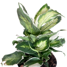 Load image into Gallery viewer, Dieffenbachia &#39;Cool Beauty&#39;