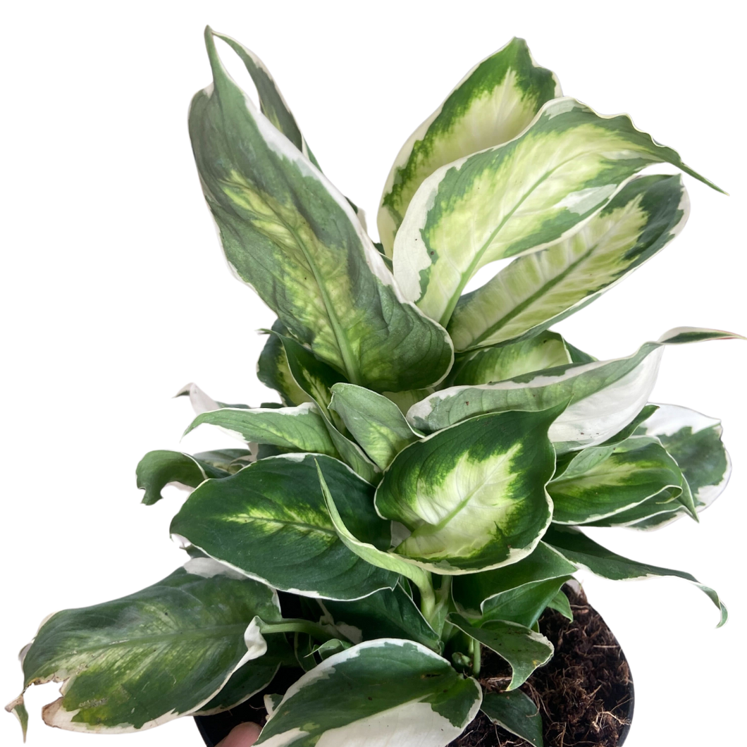 dieffenbachia galatea Dieffenbachia 'Cool Beauty'