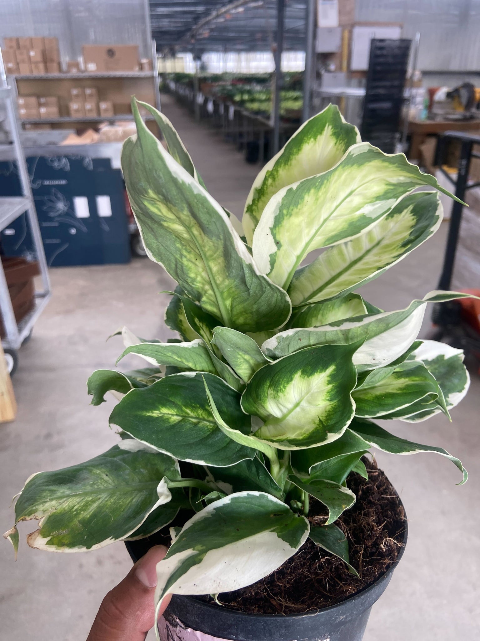 dieffenbachia moonlight Dieffenbachia 'Cool Beauty'