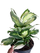 Load image into Gallery viewer, Dieffenbachia &#39;Cool Beauty&#39;