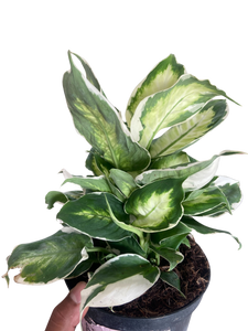 dieffenbachia moonlight Dieffenbachia 'Cool Beauty' – Mickey Hargitay Plants