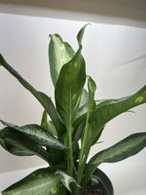 Load image into Gallery viewer, Dieffenbachia Panther