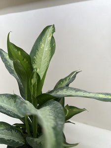 dieffenbachia panther plant Dieffenbachia Panther – Mickey Hargitay Plants
