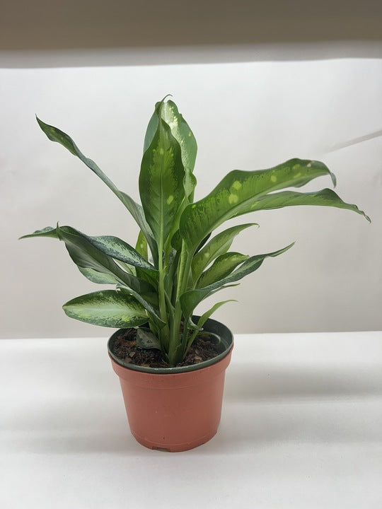 dieffenbachia dark green Dieffenbachia Panther – Mickey Hargitay Plants