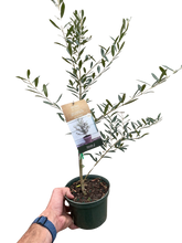 Load image into Gallery viewer, Common Olive Tree (Olea europaea)