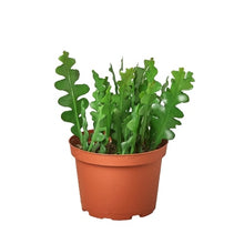 Load image into Gallery viewer, Epiphyllum &#39;Ric Rac&#39; Cactus