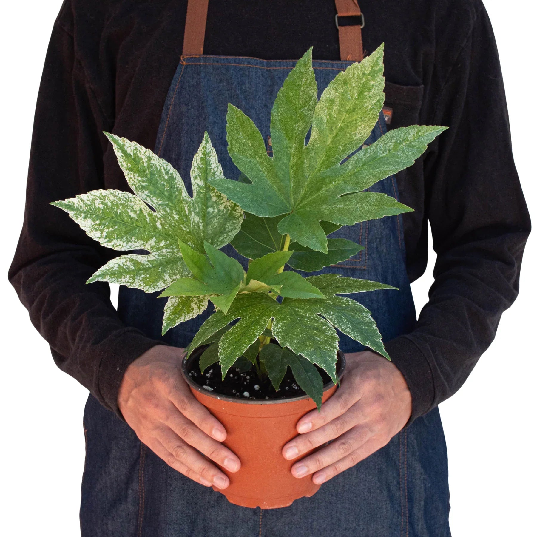 fatsia spider plant Fatsia 'Spider's Web'