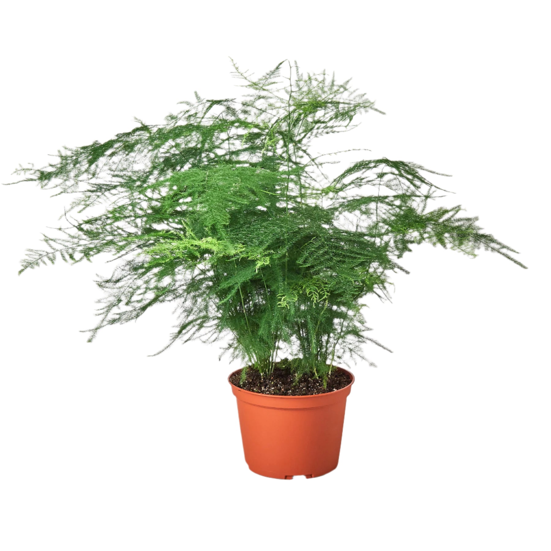asparagus setaceus hanging fern plant Fern 'Asparagus' – Mickey Hargitay Plants