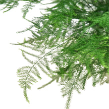 Load image into Gallery viewer, Fern &#39;Asparagus&#39;