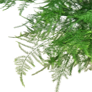 Fern 'Asparagus'
