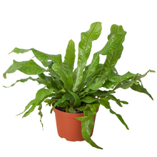 Load image into Gallery viewer, Fern &#39;Crocodile&#39;