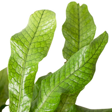 Load image into Gallery viewer, Fern &#39;Crocodile&#39;