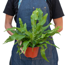 Load image into Gallery viewer, Fern &#39;Crocodile&#39;
