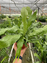 Load image into Gallery viewer, Fern &#39;Crocodile&#39;