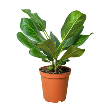 Load image into Gallery viewer, Ficus &#39;Audrey&#39;