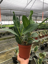 Load image into Gallery viewer, Ficus &#39;Audrey&#39;