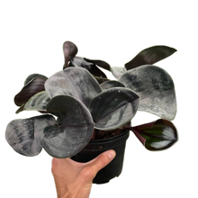 Load image into Gallery viewer, Geogenanthus &#39;Ciliatus&#39;