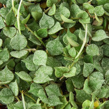 Load image into Gallery viewer, Hoya &#39;Curtisii&#39;