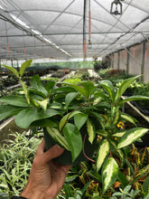 Load image into Gallery viewer, Hoya Carnosa &#39;Krimson Princess&#39;