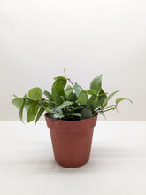 Load image into Gallery viewer, 📦 Hoya &#39;Krohniana Super Silver&#39;