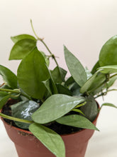 Load image into Gallery viewer, 📦 Hoya &#39;Krohniana Super Silver&#39;