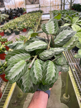 Load image into Gallery viewer, Maranta &#39;Silver Band&#39;