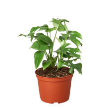 Load image into Gallery viewer, Philodendron Mini Monstera Minima