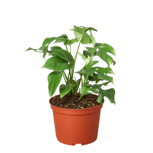 philodendron tetrasperma Philodendron Mini Monstera Minima