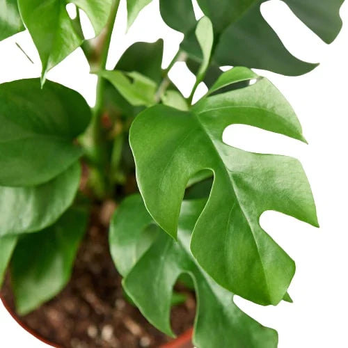 monstera minima Philodendron Mini Monstera Minima – Mickey Hargitay Plants