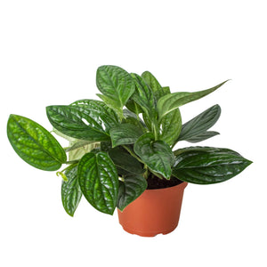 monstera sp peru Monstera 'Peru' – Mickey Hargitay Plants