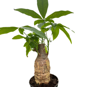 guiana chestnut money tree Money Tree 'Guiana Chestnut' Pachira Stump