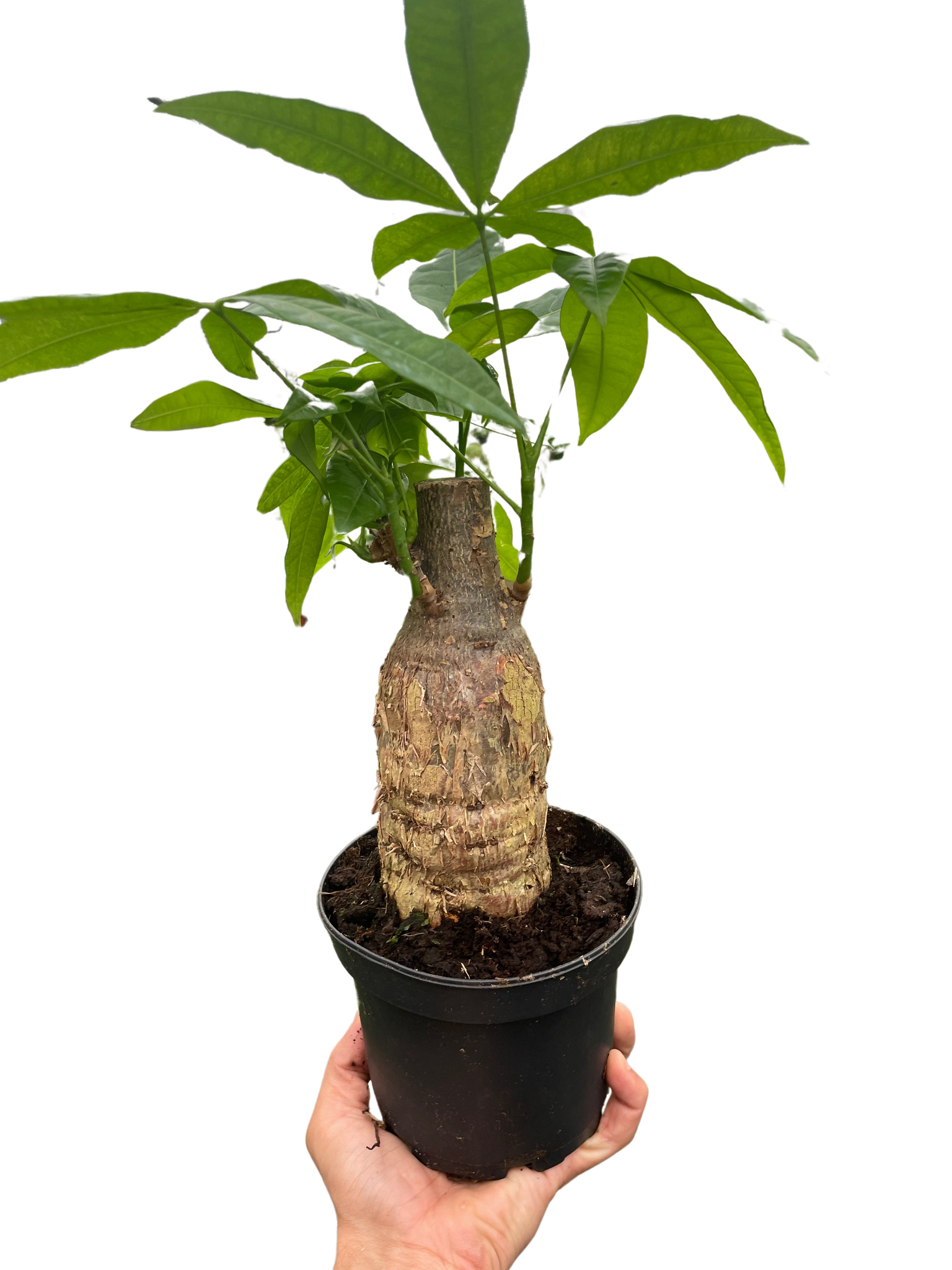 money tree eagle idaho Money Tree 'Guiana Chestnut' Pachira Stump