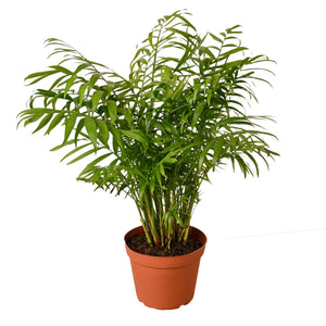 parlor palm origin Parlor Palm – Mickey Hargitay Plants