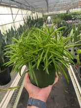 Load image into Gallery viewer, Peperomia &#39;Green Bean&#39;