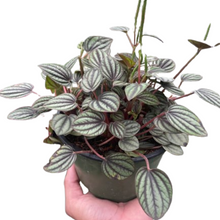 Load image into Gallery viewer, Peperomia &#39;Picollo Banda&#39;