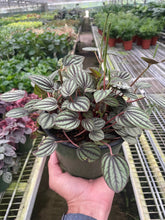 Load image into Gallery viewer, Peperomia &#39;Picollo Banda&#39;
