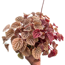 Load image into Gallery viewer, Peperomia &#39;Quito&#39;