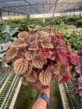 Load image into Gallery viewer, Peperomia &#39;Quito&#39;