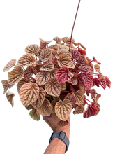Load image into Gallery viewer, Peperomia &#39;Quito&#39;