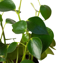 Load image into Gallery viewer, Peperomia &#39;Raindrop&#39;